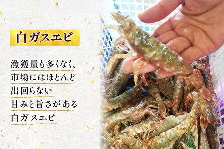 極上激甘！白ガスエビ 冷蔵 400g [小川水産 石川県 志賀町 CM6004]