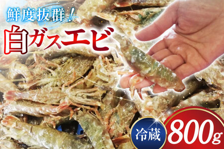 極上激甘！白ガスエビ 冷蔵 800g [小川水産 石川県 志賀町 CM6003] 