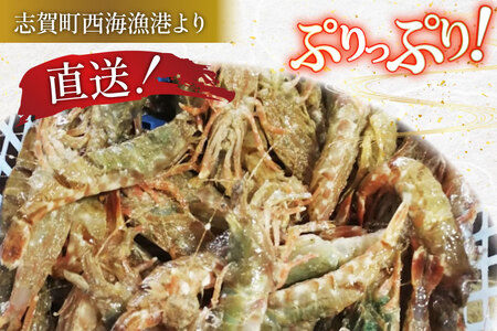 極上激甘！白ガスエビ 冷蔵 800g [小川水産 石川県 志賀町 CM6003] 