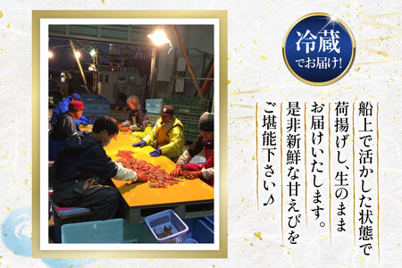 極上激甘！白ガスエビ 冷蔵 800g [小川水産 石川県 志賀町 CM6003] 