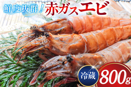 超甘！赤ガスエビ 冷蔵 800g [小川水産 石川県 志賀町 CM6001]