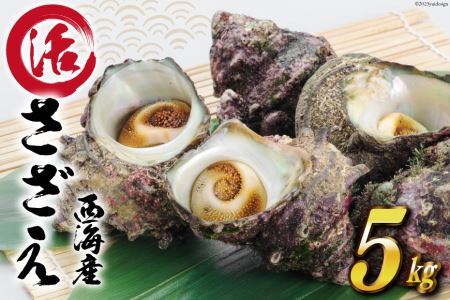 【能登半島 漁協直送！】活 サザエ 計 5kg 前後[JF西海 石川県 志賀町 AM4230] さざえ サザエ 魚介 海鮮 浜焼き つぼ焼き バーベキュー