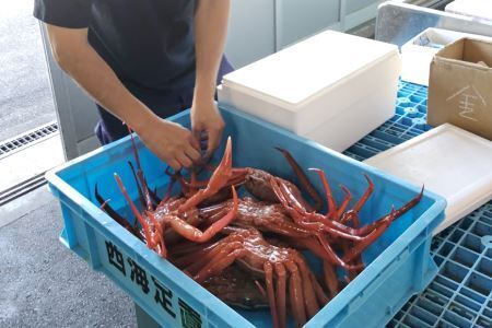 活紅ずわいがに どーんと6kg！！（合計6kg前後） [JF西海 石川県 志賀