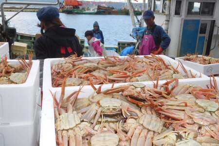 【能登半島 漁協直送！】ボイル済 香箱ガニ 10尾[JF西海 石川県 志賀町 AM4228] 蟹 カニ かに ズワイガニ セコガニ メス 内子