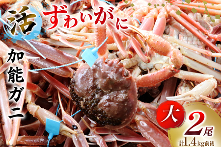 【能登半島 漁協直送！】活 加能ガニ 2尾 (大サイズ) 計 1.4kg 前後[JF西海 石川県 志賀町 AM4226]