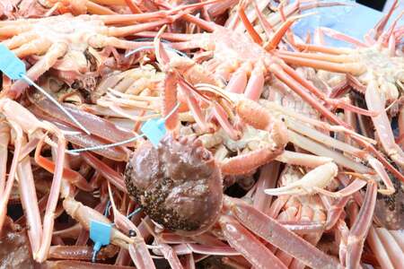 【能登半島 漁協直送！】活 加能ガニ 2尾 (大サイズ) 計 1.4kg 前後[JF西海 石川県 志賀町 AM4226]