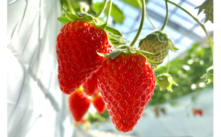 濃厚志宝いちごバタージャム　6個入り [モアショップヤマモト 石川県 宝達志水町 38600605]