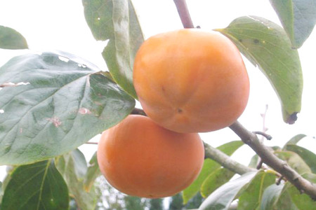 柿 ドライフルーツ 紋平柿 KAKKY 約60g 数量限定 [東間生産組合 石川県 宝達志水町 38600725]