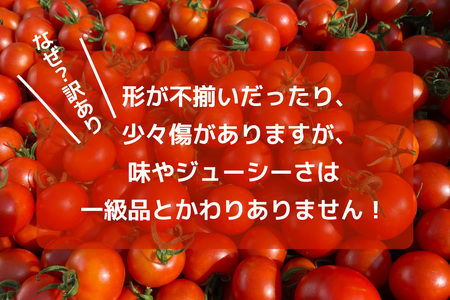 訳あり 野菜 トマト 冷凍志宝トマト（シンディスイート）中玉 2kg [モアショップヤマモト 石川県 宝達志水町 38601220]