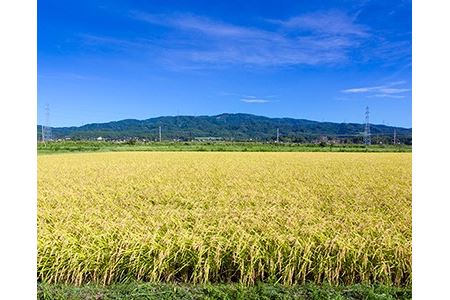 【期間限定発送】 米 令和6年 コシヒカリ 白米 10kg×1 [農家にしの 石川県 宝達志水町 38600875] 米 お米 ご飯 ごはん 精米 こしひかり 石川 美味しい