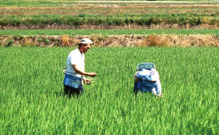 中能登町産 有機栽培米 平右ェ門（へいよもん）白米２㎏ | 石川県中 