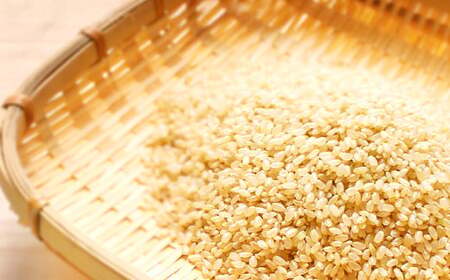 米 特別栽培米 春木 コシヒカリ 玄米 20kg [農業組合法人能登やまびこ 石川県 中能登町 27af0001]