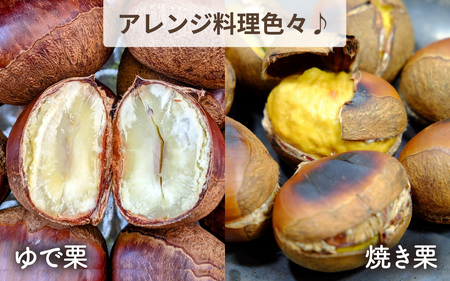 【先行予約】奥能登 池田栗園の能登栗 3kg 【2025年9月中旬以降順次発送】/ 能登半島 奥能登 和栗