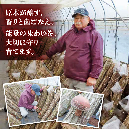 【先行予約】奥能登 穴水産 原木しいたけ (のと115) 8～12枚【2026年1月以降順次発送】/  能登半島 椎茸 生しいたけ きのこ