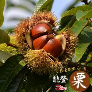 能登の大地で育った能登栗! 能登栗