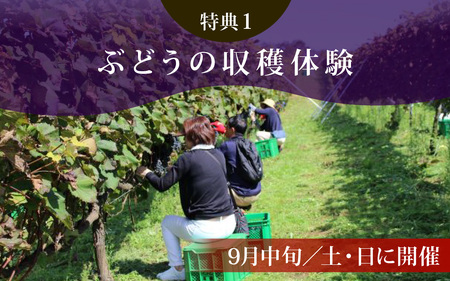 収穫体験にワイン５本も！ 能登ワイン　ぶどうの木オーナー【令和8年収穫体験】