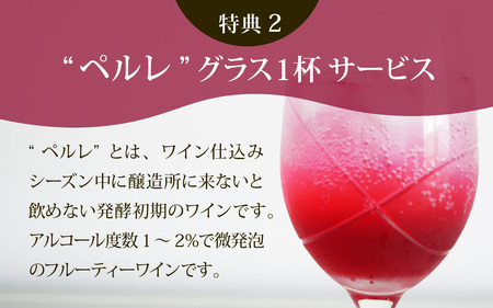 収穫体験にワイン５本も！ 能登ワイン　ぶどうの木オーナー【令和8年収穫体験】