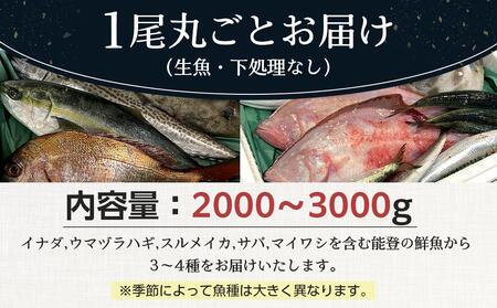 【復興支援】能登の鮮魚丸ごとセット【2~3人前】