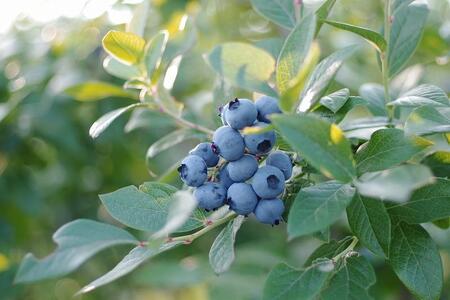 【復興支援】【先行予約】生・能登ブルーベリー200ｇパック×２つ