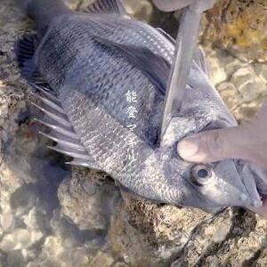 【復興支援】能登マキリ(孫光別作) 玉鋼 和鉄 鍛接