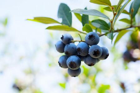 【復興支援】能登町特産品ブルーベリージャムセット(180g×3個入)