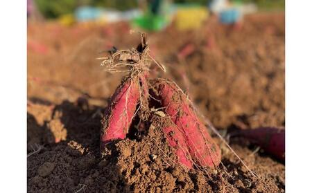 旬まるかじり!石川県産さつまいもスティック　200ｇ x 6袋