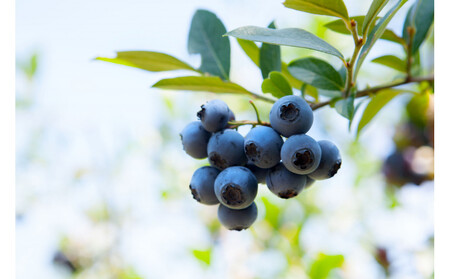 【復興支援】notono フローズンヨーグルト・ブルーベリー2リットル