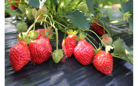 【復興支援】notono フローズンヨーグルト・アイスミルク詰合せ（9個入）