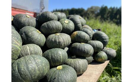 旬まるかじり! 石川県産 かぼちゃ 300ｇ x 6袋