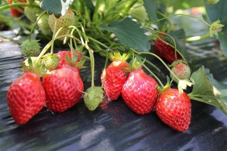 【復興支援】notono 里山ジャムセット