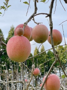 【復興支援】notono 里山ジャムセット