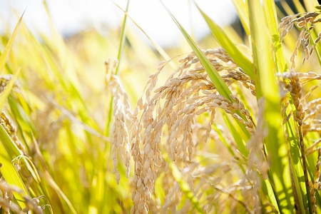 【復興支援】【数量限定】むらのもちや　丸餅1升分【12月20日までのお申し込みで年内発送可】