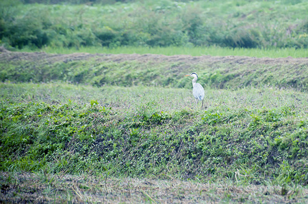 【復興支援】【数量限定】むらのもちや　丸餅1升分【12月20日までのお申し込みで年内発送可】