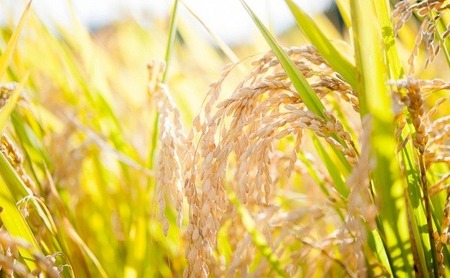 【復興支援】【12回定期便】お米2kgと5kgが交互に1年間届く！こりゃまいじゃ精米(奥能登柳田地区限定コシヒカリ)