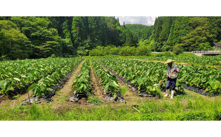 能登町産 里芋1.5kg【期間限定】
