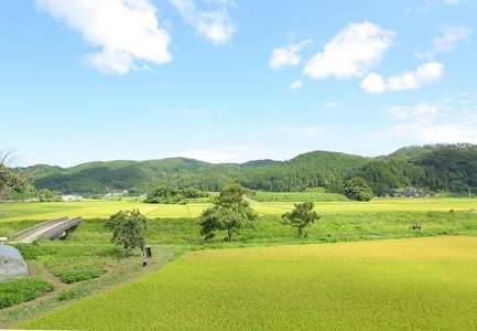 【復興支援】5kgを4袋 まとめてお届け！こりゃまいじゃ精米(奥能登柳田地区限定コシヒカリ）