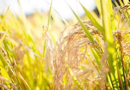 【復興支援】5kgを4袋 まとめてお届け！こりゃまいじゃ精米(奥能登柳田地区限定コシヒカリ）