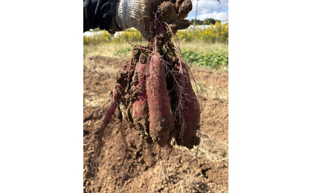 【復興支援】＜先行予約・2026年11月下旬から発送＞奥能登産シルクスィート 5キロ