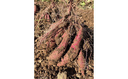 【復興支援】＜先行予約・2026年11月下旬から発送＞奥能登産シルクスィート 5キロ