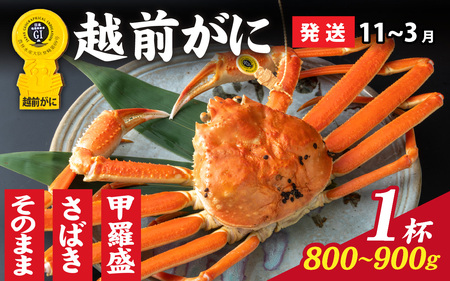 美味しさ直送！【成前特選】 越前がに（800g～900g）×1杯【11月～3月