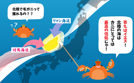 【毛ガニ】感謝価格 甲羅盛 北陸産 毛ガニ 700ｇ 前後 1杯 オス  [D-028007_02]