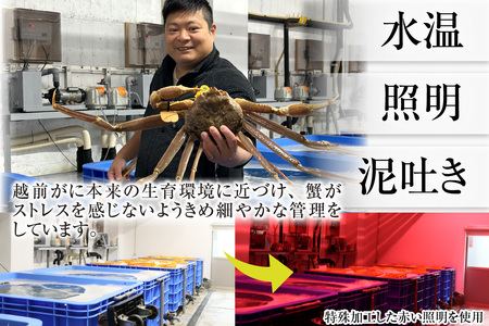 感謝価格 選べる 越前かに（1.1kg～1.2kg）×１杯【11月～3月発送】[O-028050] ｶﾆｶﾆｶﾆｶﾆ