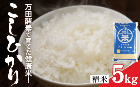 令和7年産 万田酵素で育てた健康米 福井市産こしひかり5kg [A-150002] / 新米 精米 米 お米 コメ 送料無料 コシヒカリ 酵素 植物発酵食品 長期発酵 熟成