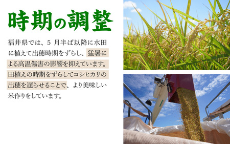 令和7年産 万田酵素で育てた健康米 福井市産こしひかり5kg [A-150002] / 新米 精米 米 お米 コメ 送料無料 コシヒカリ 酵素 植物発酵食品 長期発酵 熟成