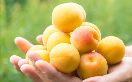 まるでフルーツ！希少な梅から「ころころかをり梅シロップ」20本 [I-178003] / 梅 うめ シロップ 加工品 調味料 ジャム 季節ジャム パン ジャムティー ヨーグルト 料理 手造り