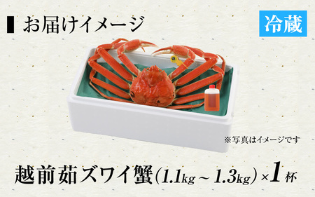 [捌き済選択可][到着日指定可]蟹好きにおすすめ！老舗カニ専門店の「越前ずわいがに」特大(1.1kg～1.3Kg)【11月中旬より順次発送】 [O-085019]