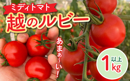【先行予約】甘くて皮が薄く食べやすい　福井市産ミディトマト『越のルビー』1kg以上【2026年6月上旬より順次発送予定】 [A-180002]/ トマト