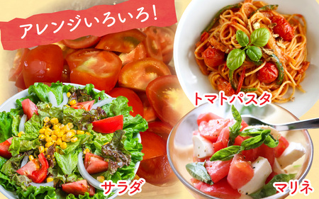 【先行予約】甘くて皮が薄く食べやすい　福井市産ミディトマト『越のルビー』1kg以上【2026年6月上旬より順次発送予定】 [A-180002]/ トマト