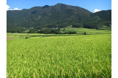 【令和5年産】福井が生んだブランド米「福井県産いちほまれ」5kg × 1袋 [A-014002]