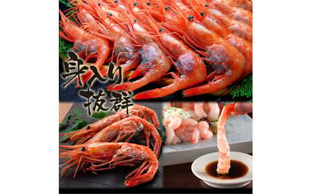 [001-a021] 福井県産 越前子持ち甘えび 500g【 増米 ますよね 敦賀 甘エビ えび エビ 海老 冷凍 急速冷凍 】